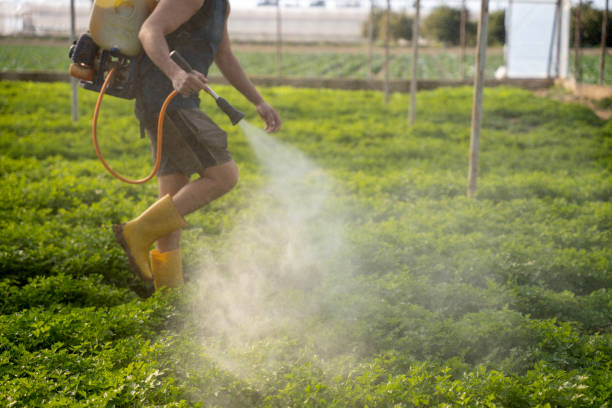 Best Pest Control Near Me in Juno Ridge, FL