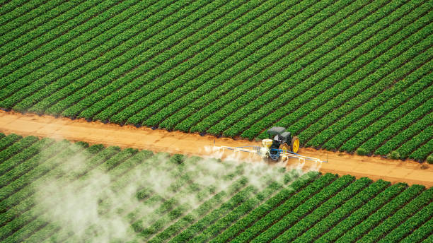 Wasp Removal Services in Juno Ridge, FL