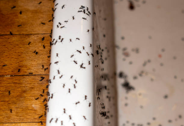 Best Commercial Pest Control Services  in Juno Ridge, FL